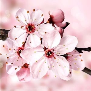 Meet your Posher, Candy